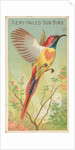 Fiery-Tailed Sun Bird, from the Birds of the Tropics series for Allen & Ginter Cigare…, 1889 by Allen & Ginter