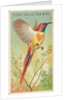 Fiery-Tailed Sun Bird, from the Birds of the Tropics series for Allen & Ginter Cigare…, 1889 by Allen & Ginter