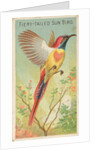 Fiery-Tailed Sun Bird, from the Birds of the Tropics series for Allen & Ginter Cigare…, 1889 by Allen & Ginter