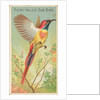 Fiery-Tailed Sun Bird, from the Birds of the Tropics series for Allen & Ginter Cigare…, 1889 by Allen & Ginter