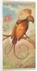 Magnificent Bird of Paradise, from the Birds of the Tropics series for Allen & Ginter…, 1889 by Allen & Ginter