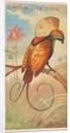 Magnificent Bird of Paradise, from the Birds of the Tropics series for Allen & Ginter…, 1889 by Allen & Ginter