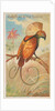 Magnificent Bird of Paradise, from the Birds of the Tropics series for Allen & Ginter…, 1889 by Allen & Ginter