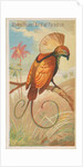 Magnificent Bird of Paradise, from the Birds of the Tropics series for Allen & Ginter…, 1889 by Allen & Ginter