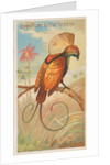 Magnificent Bird of Paradise, from the Birds of the Tropics series for Allen & Ginter…, 1889 by Allen & Ginter
