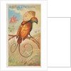Magnificent Bird of Paradise, from the Birds of the Tropics series for Allen & Ginter…, 1889 by Allen & Ginter