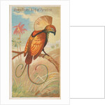 Magnificent Bird of Paradise, from the Birds of the Tropics series for Allen & Ginter…, 1889 by Allen & Ginter
