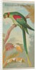 Alexandrine Ring Parakeet, from the Birds of the Tropics series for Allen & Ginter Ci…, 1889 by Allen & Ginter