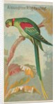 Alexandrine Ring Parakeet, from the Birds of the Tropics series for Allen & Ginter Ci…, 1889 by Allen & Ginter