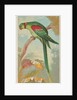 Alexandrine Ring Parakeet, from the Birds of the Tropics series for Allen & Ginter Ci…, 1889 by Allen & Ginter