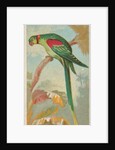 Alexandrine Ring Parakeet, from the Birds of the Tropics series for Allen & Ginter Ci…, 1889 by Allen & Ginter