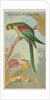 Alexandrine Ring Parakeet, from the Birds of the Tropics series for Allen & Ginter Ci…, 1889 by Allen & Ginter