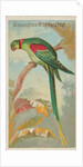 Alexandrine Ring Parakeet, from the Birds of the Tropics series for Allen & Ginter Ci…, 1889 by Allen & Ginter