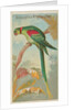 Alexandrine Ring Parakeet, from the Birds of the Tropics series for Allen & Ginter Ci…, 1889 by Allen & Ginter