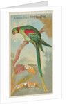 Alexandrine Ring Parakeet, from the Birds of the Tropics series for Allen & Ginter Ci…, 1889 by Allen & Ginter