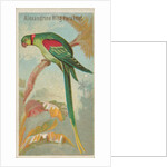 Alexandrine Ring Parakeet, from the Birds of the Tropics series for Allen & Ginter Ci…, 1889 by Allen & Ginter