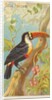 Toco Toucan, from the Birds of the Tropics series for Allen & Ginter Cigarettes Brands, 1889 by Allen & Ginter