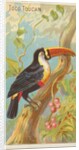 Toco Toucan, from the Birds of the Tropics series for Allen & Ginter Cigarettes Brands, 1889 by Allen & Ginter