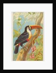 Toco Toucan, from the Birds of the Tropics series for Allen & Ginter Cigarettes Brands, 1889 by Allen & Ginter