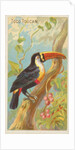 Toco Toucan, from the Birds of the Tropics series for Allen & Ginter Cigarettes Brands, 1889 by Allen & Ginter
