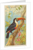 Toco Toucan, from the Birds of the Tropics series for Allen & Ginter Cigarettes Brands, 1889 by Allen & Ginter