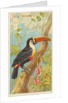 Toco Toucan, from the Birds of the Tropics series for Allen & Ginter Cigarettes Brands, 1889 by Allen & Ginter