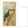 Toco Toucan, from the Birds of the Tropics series for Allen & Ginter Cigarettes Brands, 1889 by Allen & Ginter