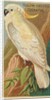 Yellow-Crested Cockatoo, from the Birds of the Tropics series for Allen & Ginter Ciga…, 1889 by Allen & Ginter