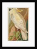 Yellow-Crested Cockatoo, from the Birds of the Tropics series for Allen & Ginter Ciga…, 1889 by Allen & Ginter