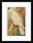 Yellow-Crested Cockatoo, from the Birds of the Tropics series for Allen & Ginter Ciga…, 1889 by Allen & Ginter