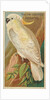 Yellow-Crested Cockatoo, from the Birds of the Tropics series for Allen & Ginter Ciga…, 1889 by Allen & Ginter