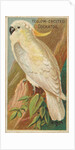 Yellow-Crested Cockatoo, from the Birds of the Tropics series for Allen & Ginter Ciga…, 1889 by Allen & Ginter