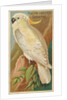 Yellow-Crested Cockatoo, from the Birds of the Tropics series for Allen & Ginter Ciga…, 1889 by Allen & Ginter