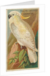 Yellow-Crested Cockatoo, from the Birds of the Tropics series for Allen & Ginter Ciga…, 1889 by Allen & Ginter