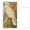 Yellow-Crested Cockatoo, from the Birds of the Tropics series for Allen & Ginter Ciga…, 1889 by Allen & Ginter