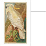 Yellow-Crested Cockatoo, from the Birds of the Tropics series for Allen & Ginter Ciga…, 1889 by Allen & Ginter