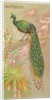 Java Peacock, from the Birds of the Tropics series for Allen & Ginter Cigarettes Brands, 1889 by Allen & Ginter