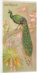 Java Peacock, from the Birds of the Tropics series for Allen & Ginter Cigarettes Brands, 1889 by Allen & Ginter