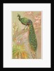 Java Peacock, from the Birds of the Tropics series for Allen & Ginter Cigarettes Brands, 1889 by Allen & Ginter