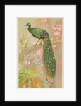 Java Peacock, from the Birds of the Tropics series for Allen & Ginter Cigarettes Brands, 1889 by Allen & Ginter
