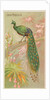 Java Peacock, from the Birds of the Tropics series for Allen & Ginter Cigarettes Brands, 1889 by Allen & Ginter