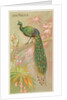 Java Peacock, from the Birds of the Tropics series for Allen & Ginter Cigarettes Brands, 1889 by Allen & Ginter