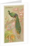 Java Peacock, from the Birds of the Tropics series for Allen & Ginter Cigarettes Brands, 1889 by Allen & Ginter