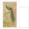 Java Peacock, from the Birds of the Tropics series for Allen & Ginter Cigarettes Brands, 1889 by Allen & Ginter