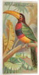 The Banded Aracari Toucan, from the Birds of the Tropics series for Allen & Ginter Ci…, 1889 by Allen & Ginter
