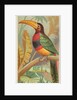 The Banded Aracari Toucan, from the Birds of the Tropics series for Allen & Ginter Ci…, 1889 by Allen & Ginter