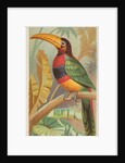 The Banded Aracari Toucan, from the Birds of the Tropics series for Allen & Ginter Ci…, 1889 by Allen & Ginter