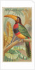 The Banded Aracari Toucan, from the Birds of the Tropics series for Allen & Ginter Ci…, 1889 by Allen & Ginter