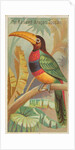 The Banded Aracari Toucan, from the Birds of the Tropics series for Allen & Ginter Ci…, 1889 by Allen & Ginter