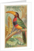 The Banded Aracari Toucan, from the Birds of the Tropics series for Allen & Ginter Ci…, 1889 by Allen & Ginter
